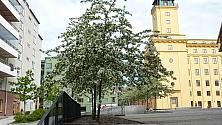 Mannagrynstorget 