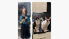 Angela och pälsklingarna