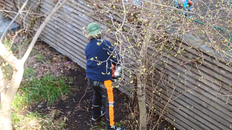 Vår arborist beskär klätterhortensian